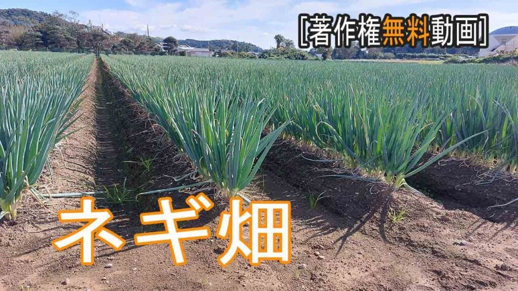 ネギ畑動画[ Youtube素材屋　著作権無料動画]