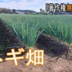 ネギ畑動画[ Youtube素材屋　著作権無料動画]