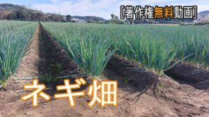 ネギ畑動画[ Youtube素材屋　著作権無料動画]